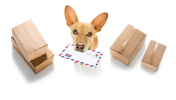 Dog mail deliver   postal post man — Stock Photo, Image