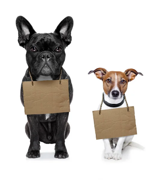 Fila sem-teto de cães para adotar — Fotografia de Stock