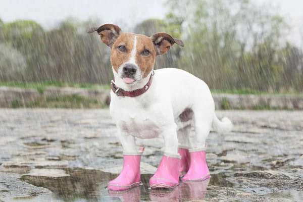 Hund i regnen - Stock-foto