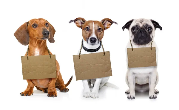 Dakloze rij honden te adopteren — Stockfoto