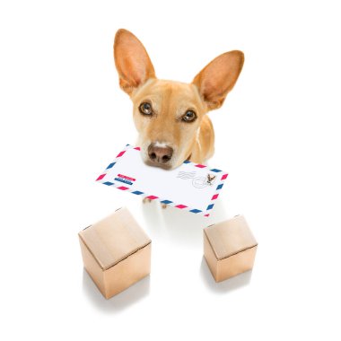 Köpek postası, postacı. 