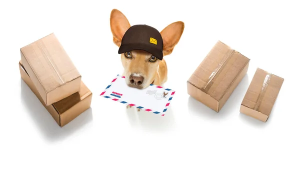 Dog mail deliver   postal post man — ストック写真