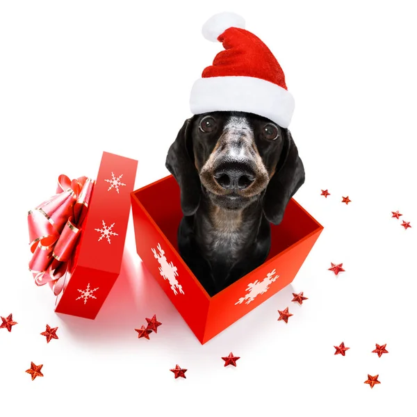 Natal Papai Noel Dog — Fotografia de Stock