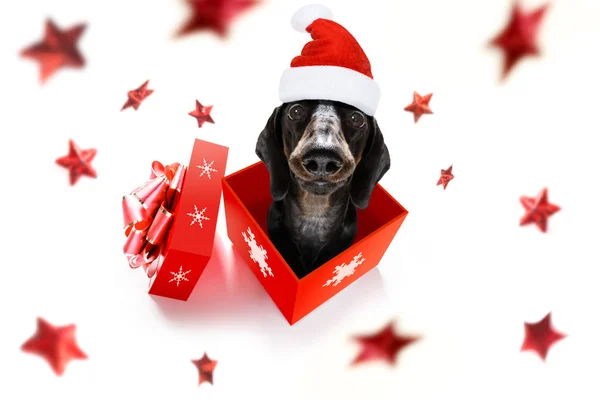 Noel Noel Baba köpek — Stok fotoğraf