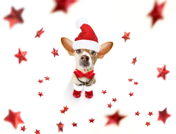 クリスマス サンタ クロース犬 — ストック写真