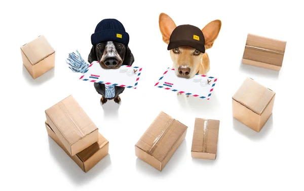 Posta del cane consegnare postino postale — Foto Stock