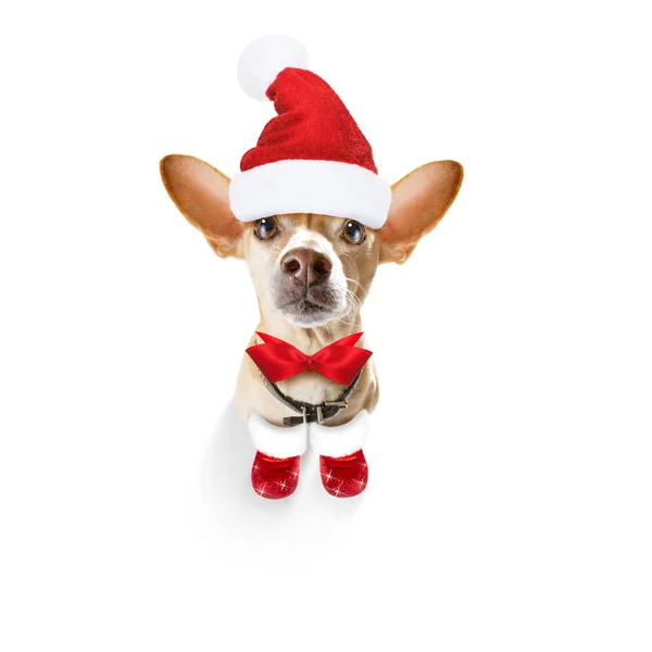 Christmas santa claus hond — Stockfoto