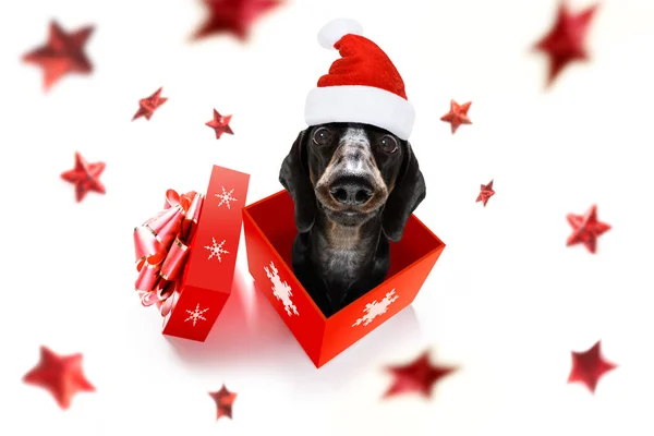 Natale Babbo Natale cane — Foto Stock