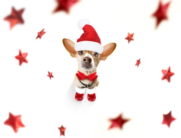 Χριστούγεννα santa claus σκυλί — Φωτογραφία Αρχείου
