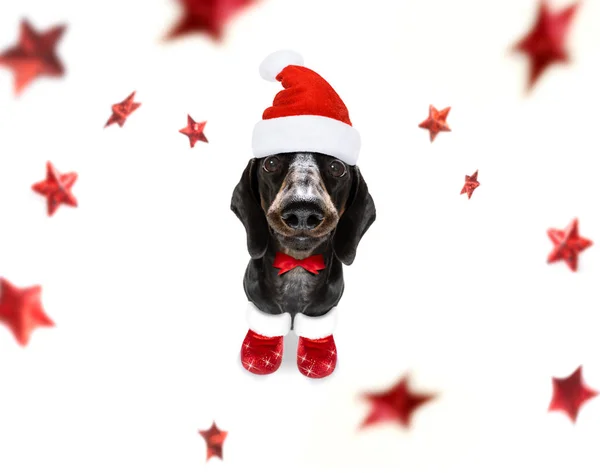 Jul jultomten hund — Stockfoto