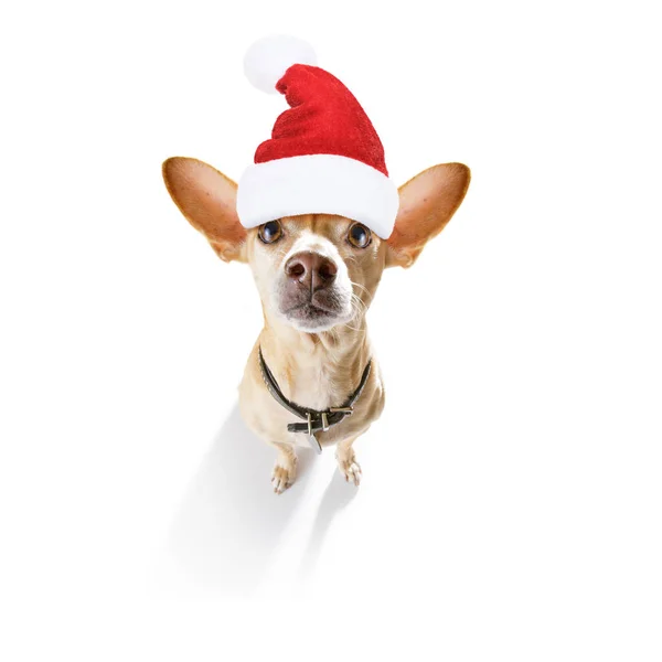 Christmas santa claus hond — Stockfoto