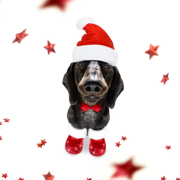 Christmas santa claus hond — Stockfoto