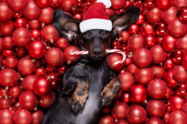 Noel Baba, Noel Baba, köpek ve Noel baloları ya da takılar.