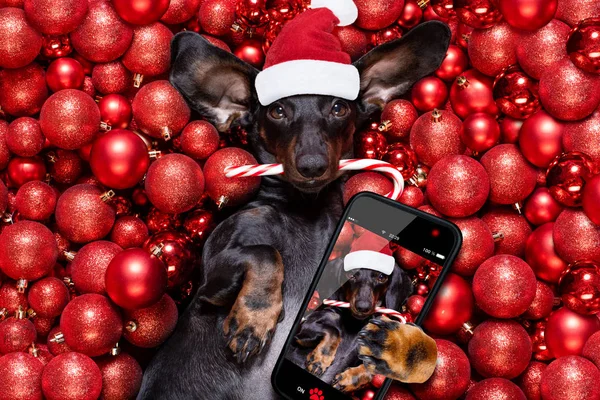 Weihnachtsmann-Hund und Weihnachtskugeln oder Christbaumkugeln als Hintergrund — Stockfoto