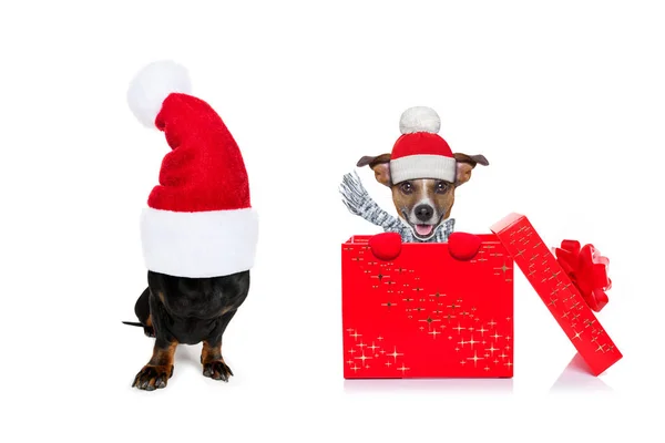 Christmas santa claus dog — Stock Photo, Image