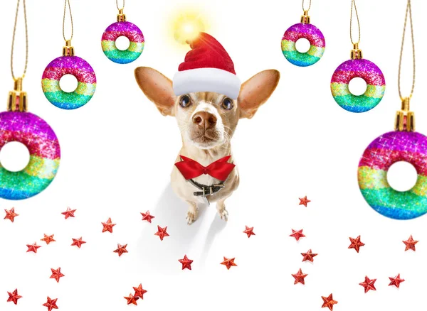 Weihnachtsmann-Hund und Weihnachtskugeln oder Christbaumkugeln hängen — Stockfoto