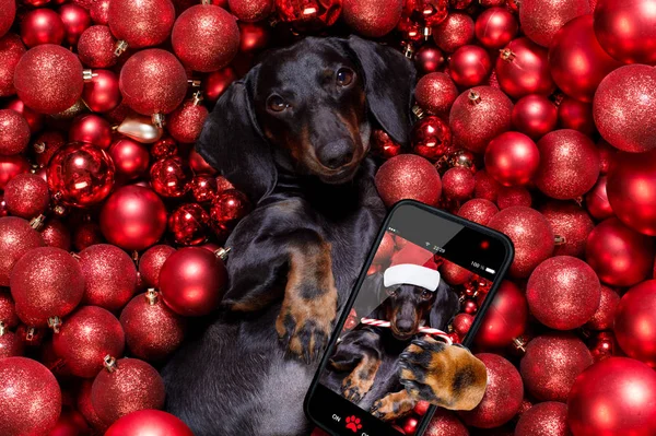 クリスマス・サンタ・クラスの犬やクリスマス・ボールや — ストック写真