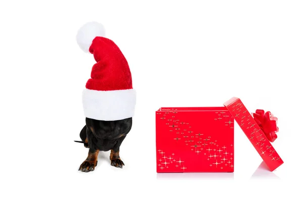 Weihnachtsmann-Hund — Stockfoto