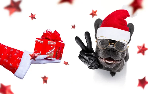 Karácsonyi Santa Claus kutya — Stock Fotó