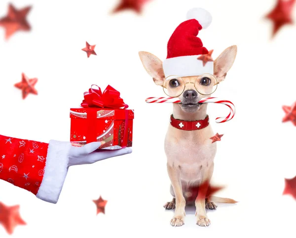 Navidad Santa Claus perro —  Fotos de Stock