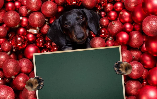 Noel Baba, Noel Baba, köpek ve Noel baloları ya da takılar. — Stok fotoğraf