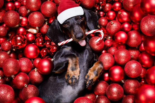 Kerstmis kerstman claus hond en kerstballen of kerstballen als backgroun — Stockfoto