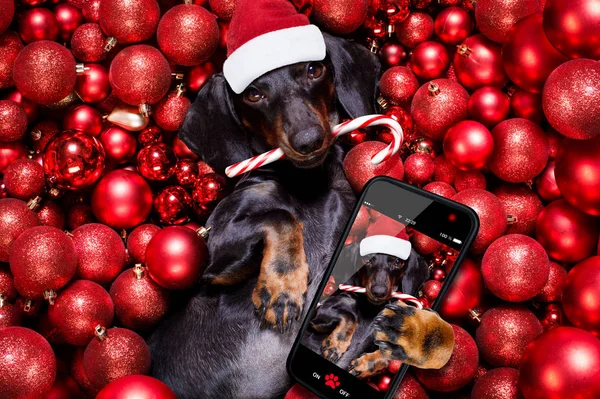Weihnachtsmann-Hund und Weihnachtskugeln oder Christbaumkugeln als Hintergrund — Stockfoto