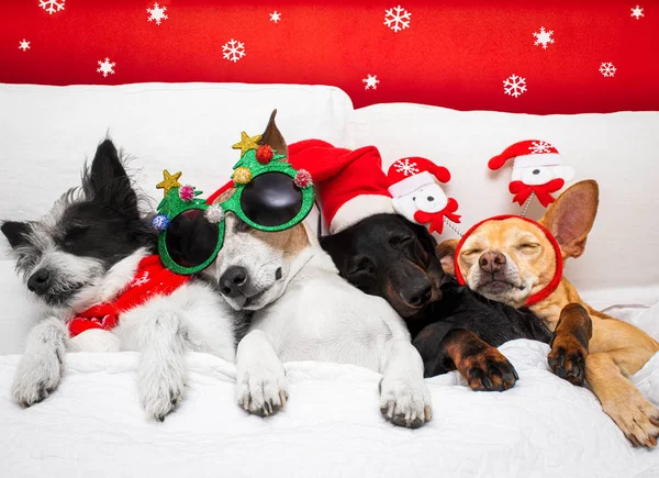 Navidad santa claus perro pareja de perros —  Fotos de Stock