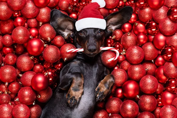 クリスマス・サンタ・クラスの犬やクリスマス・ボールや — ストック写真