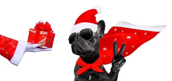 Jul jultomten hund — Stockfoto