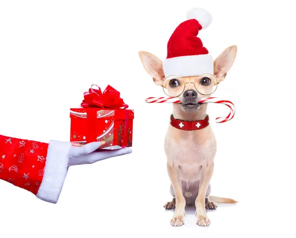 Різдвяний Санта Клаус собака — стокове фото