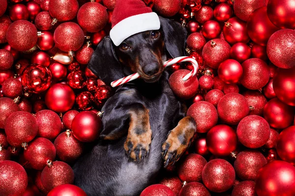 Kerstmis kerstman claus hond en kerstballen of kerstballen als backgroun — Stockfoto