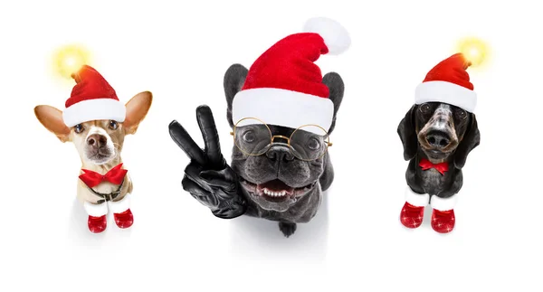 Grupowy rząd psów w święta Bożego Narodzenia — Zdjęcie stockowe