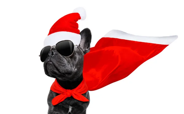 Christmas santa claus dog — Stock Photo, Image