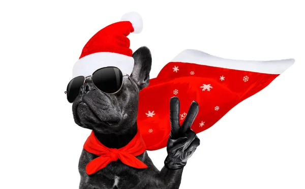 Christmas santa claus hond — Stockfoto