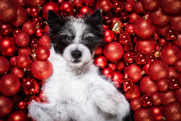 Kerstmis kerstman claus hond en kerstballen of kerstballen als backgroun — Stockfoto