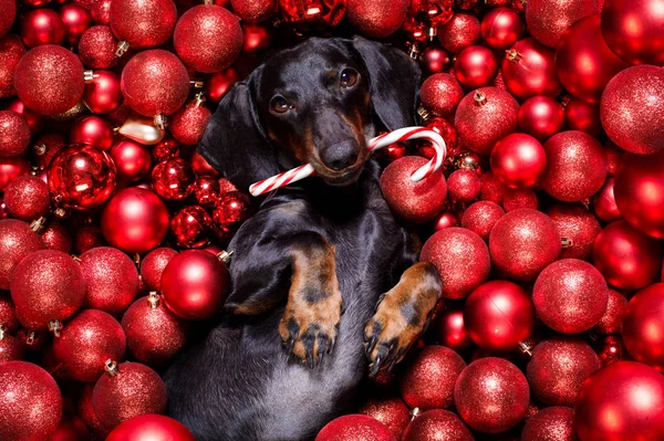 Noel Baba, Noel Baba, köpek ve Noel baloları ya da takılar. — Stok fotoğraf