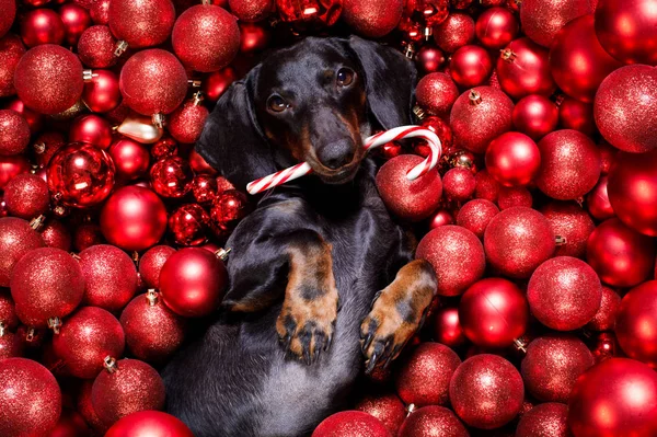 Kerstmis kerstman claus hond en kerstballen of kerstballen als backgroun — Stockfoto