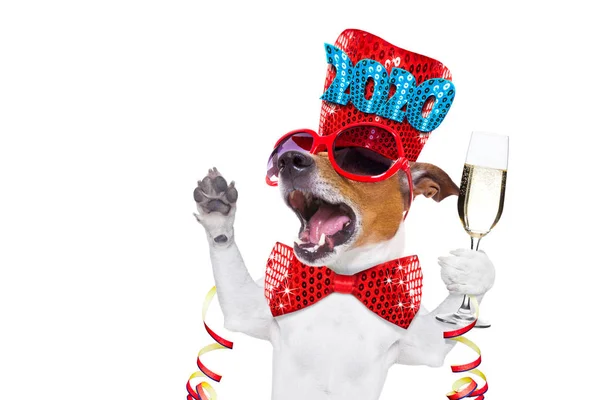 Feliz año nuevo celberation perro — Foto de Stock