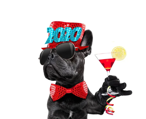 Feliz año nuevo celberation perro — Foto de Stock