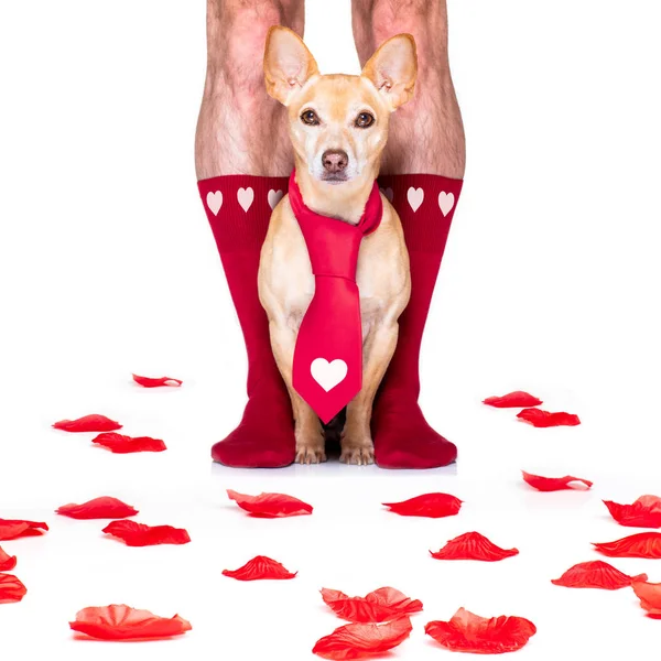 Walentynki ślub pies w miłości — Zdjęcie stockowe