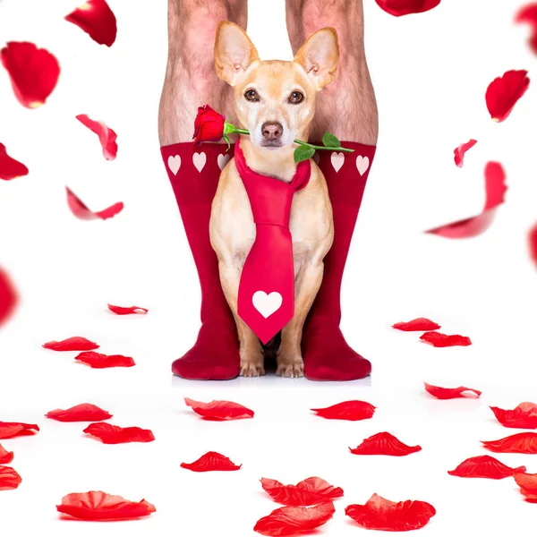 Валентинки свадебная собака в любви — стоковое фото