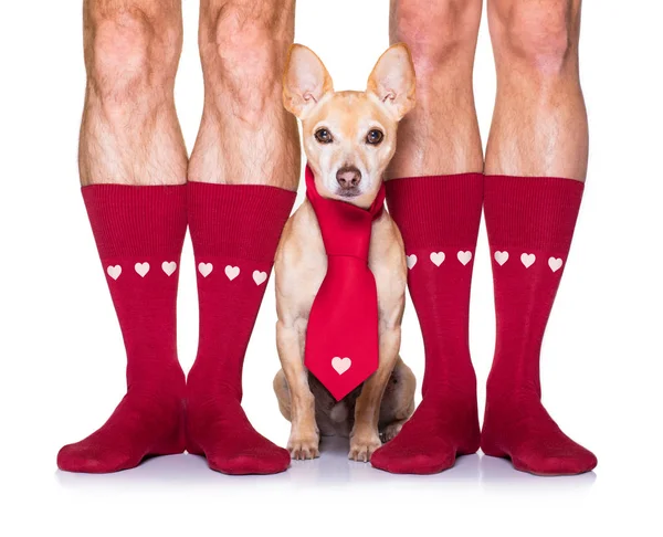 San Valentino cane da sposa innamorato — Foto Stock