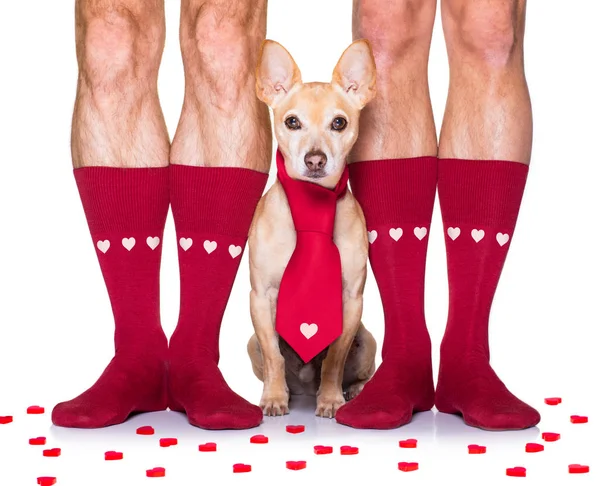 Valentines wedding dog in love — Stock Photo, Image