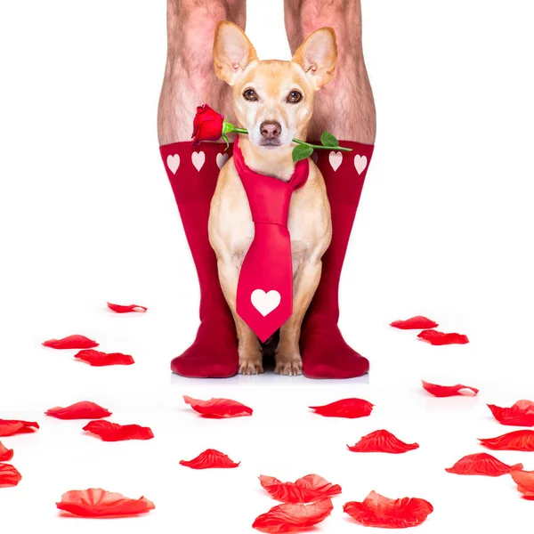 Valentýn svatební pes v lásce — Stock fotografie