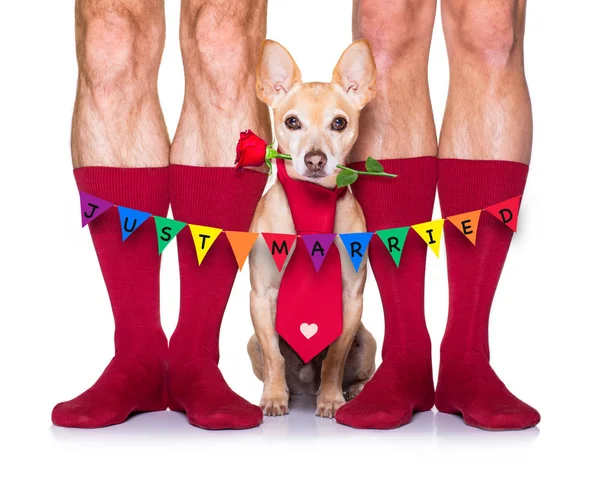 San Valentín perro de boda en el amor — Foto de Stock