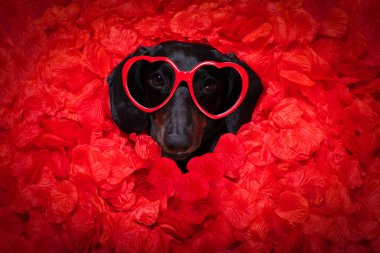 Sevgililer Günü Köpeği aşık 