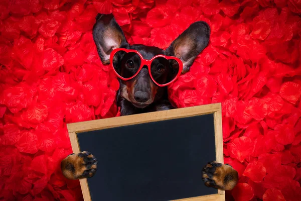 Valentines wedding dog in love — Stock Photo, Image