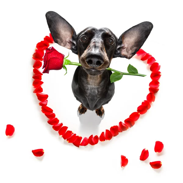 Alla hjärtans dag bröllop hund kär — Stockfoto