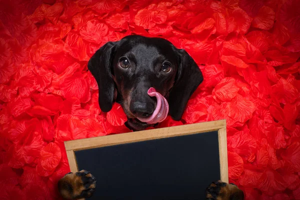 Valentinstag Hochzeitshund verliebt — Stockfoto